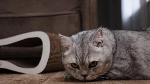 Close-up of a tired Scottish Fold cat resting on a wooden floor near a Stock Footage 339192712