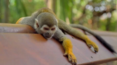 Close up on Tired Squirrel Monkey. Laying on handrail Stock Footage 217434866