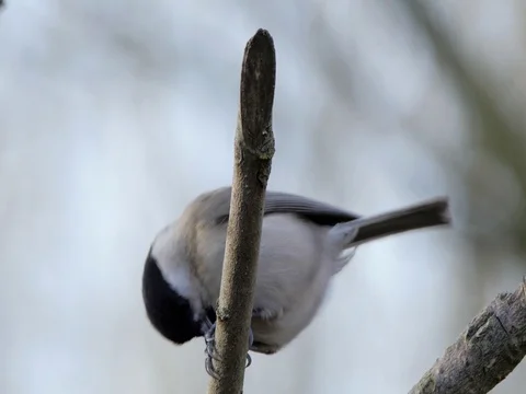 Close up of tit on branch flying away Stock Footage