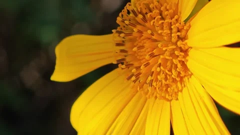 Close up of Tithonia diversifolia Stock Footage 304592442