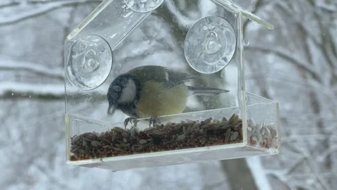 Close Up Titmouse Pecking Seeds On Window Feeder Cozy Winter Birdwatching Scene Stock Footage 347984169