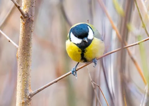 Close-up of a titmouse Stock Photos