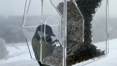 CLOSE UP: Tits fly to the window feeder in a cloudy morning in winter Видео 192802754