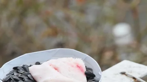 Close-up, tits pecking lard, side view 動画素材 233292230