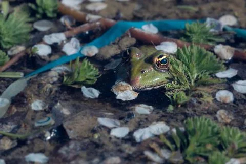 Close up of a toad with body in the pond Stock Photos