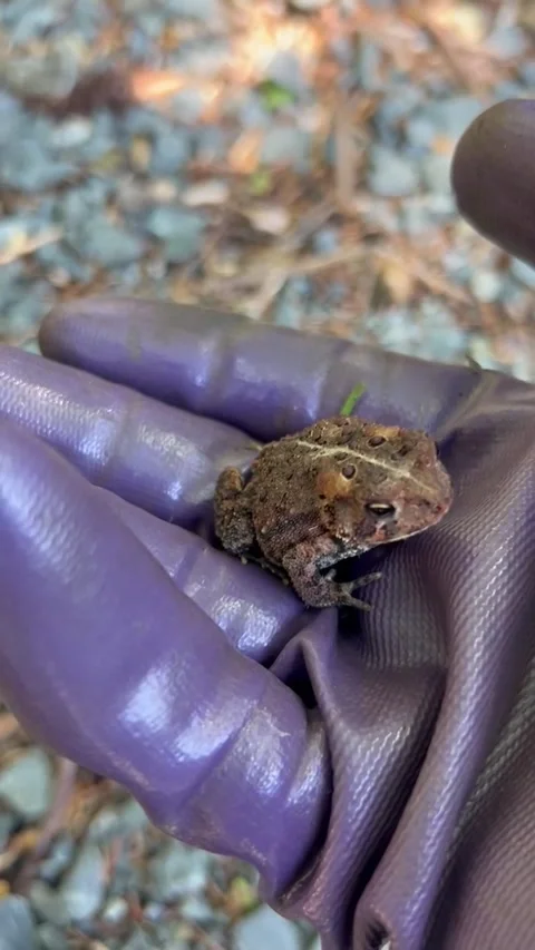 Close-up of a Toad on a Gloved Hand in a in New York on March 24, 2018 Stockbeeldmateriaal 348230129