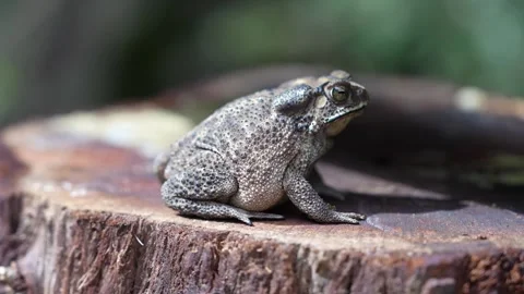 Close-Up of a Toad Resting on a Tree Stump in Nature Stock Footage 312210856
