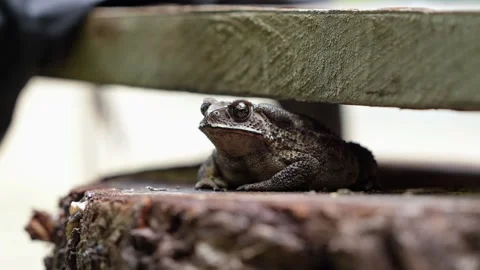 Close-Up of a Toad Sheltered Under a Wooden Structure 4K Stock-Footage 312243897