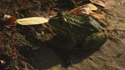 Close-up of a toad on the shore near a swamp. Video stock 115586683