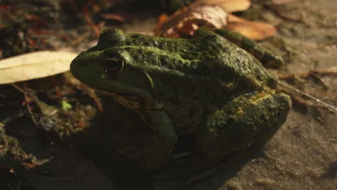 Close-up of a toad on the shore near a swamp. Video stock 115587155