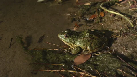 Close-up of a toad on the shore near a swamp. Vidéo 115596038