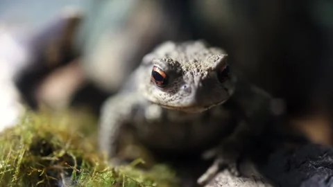 Close-up of a toad with textured skin and prominent eyes resting on moss-covered Stock Footage 335088377