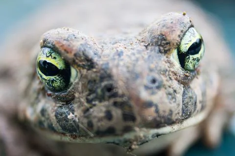 Close-up of a toad's eyes.Front view. Close-up of amphibian animals. Stock Photos
