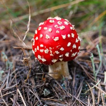 Close-up of toadstools in a forest Stock Photos