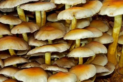 Close up of toadstools, natural background Stock Photos