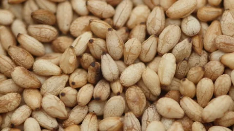 Close up of Toasted sesames seed on rotate top view 库存影片 162643698