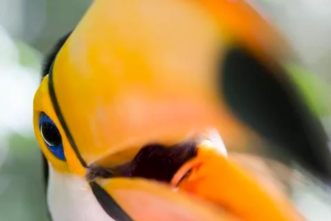 Close-up of a toco toucan Stock Photos