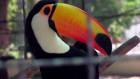 Close-up of a Toco Toucan Preening Its Feathers with its Vibrant Beak In An Stock Footage 308198345