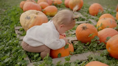 Close up of toddler playing with pumpkins at pumpkin patch 库存影片 219405119