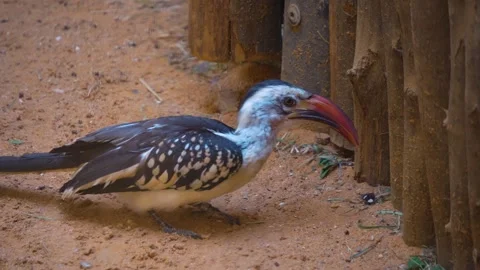 Close up of Toko bird Stock Footage 254124134