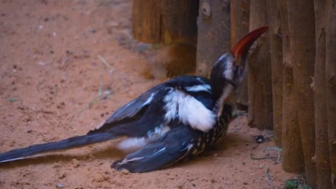 Close up of Toko bird Stock Footage 254293070