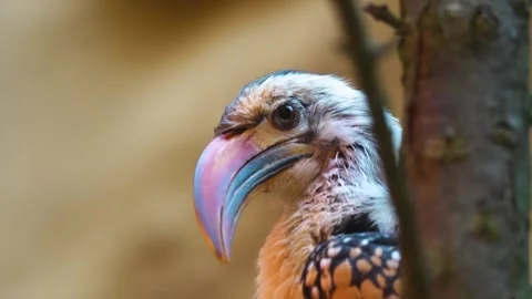 Close up of a Toko bird Stock Footage 263899111