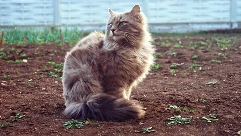 Close-up tom cat Stock Footage 137175080