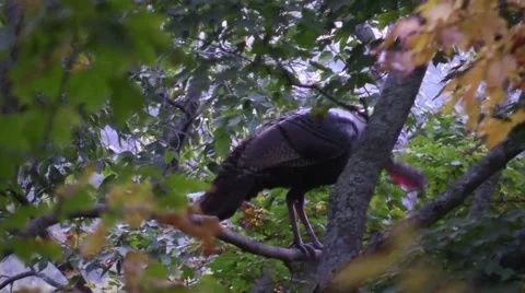 Close up tom turkey roosting in a tree rare shot nature animal Stock Footage 54615411