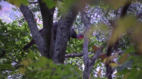 Close up tom turkey roosting in a tree rare shot wildlife nature animal Stock Footage 54615425