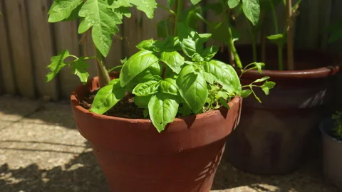 Close-Up Tomato and Basil Plants in Garden Pots Stock-Footage 338174608
