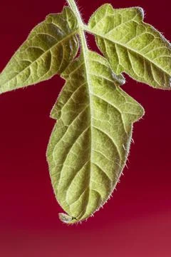 A close up of a tomato leaf Stock Photos