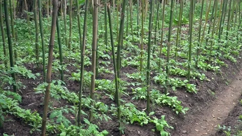 Close up of tomato leaves planted with bamboo sticks in organic vegetable garden Stock Footage 148537701