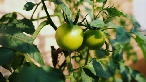 Close-up of a Tomato Plant with Green Tomatoes and Flowers, A close-up of a.. 動画素材 304875502