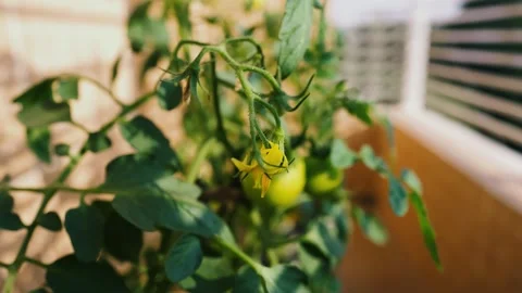 Close-up of a Tomato Plant with Green Tomatoes and Flowers, A close-up of a.. Stockbeeldmateriaal 304875587