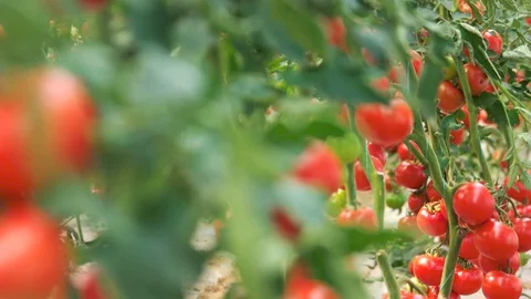 Close up of tomato plants growing at organic farm. Stock Footage 116791154
