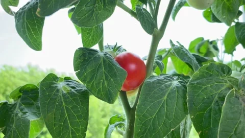 Close up of tomato plants growing on windowsill Stock Footage 156508593
