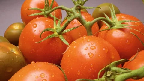 Close-up of tomatoes captured with a sliding motion. 스톡 동영상 313802721