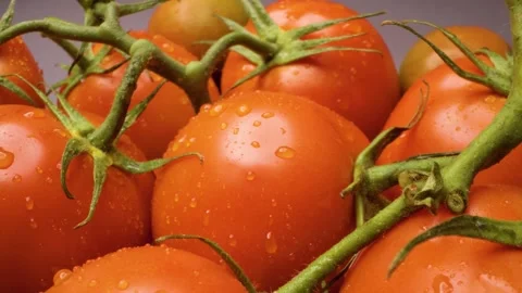 Close-up of tomatoes captured with a sliding motion. 스톡 동영상 313802851