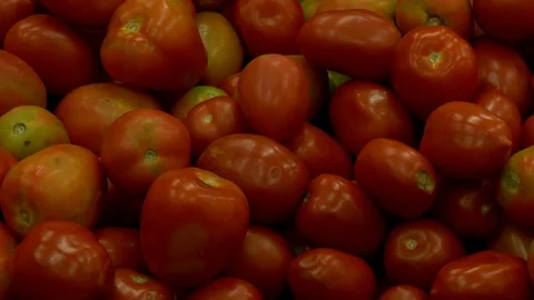 Close up of tomatoes Stock Footage 73889248