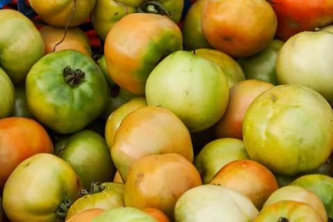 Close up of tomatoes, full frame. Stock Photos