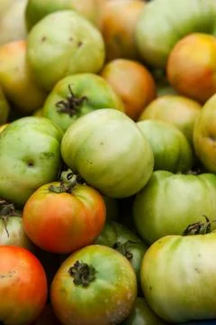 Close up of tomatoes, full frame. Stock Photos