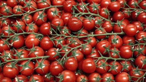 Close-up of tomatoes in grocery store. Fresh autumn crop of tomato. Harvest in Video stock 113319738