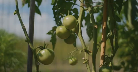 Close-Up of Tomatoes on Tomato Bush Stock Footage 281603786