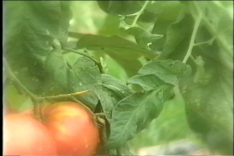 Close up tomatoes on vine Video stock 343529