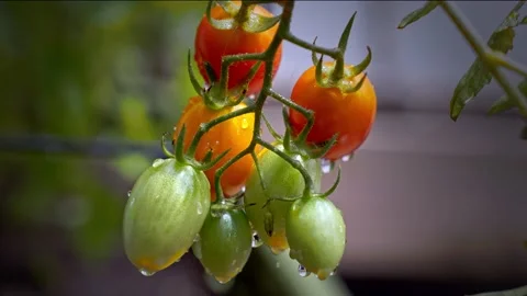 Close up Tomato's 4K Stock-Footage 231589675