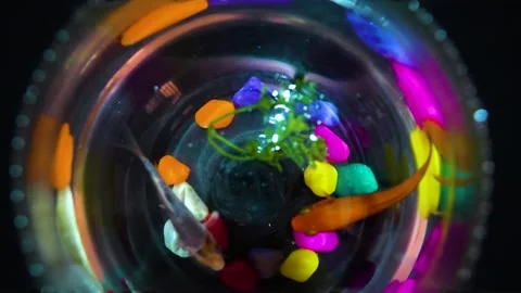 Close-up top-angle video of 2 fish, one is a golden fish and the other is a tige Vídeo Stock 321696815