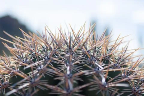 Close up top of cactus with sharp thorns Stock Photos