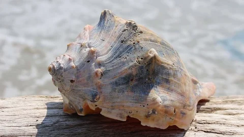 Close up of the top of a conch shell sitting on a piece of driftwood by the sea. Vídeos de archivo 76096564