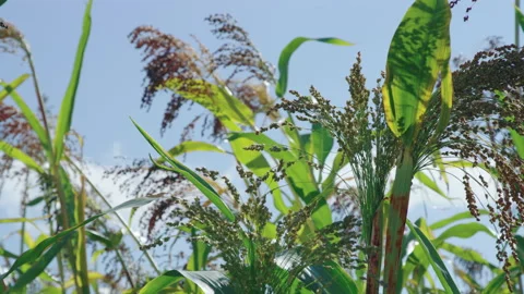 Close on top of corn stalk tassel (male inflorescence) in gentle breeze 스톡 동영상 202232737