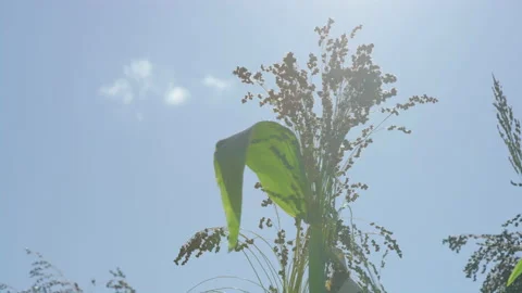 Close on top of corn stalk tassel (male inflorescence) with lens flare 스톡 동영상 202233673